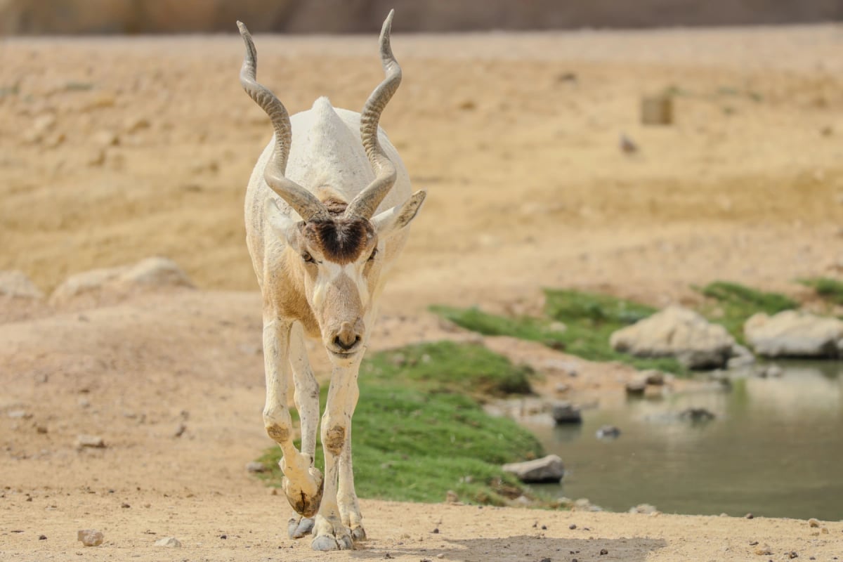 Addax in the wild