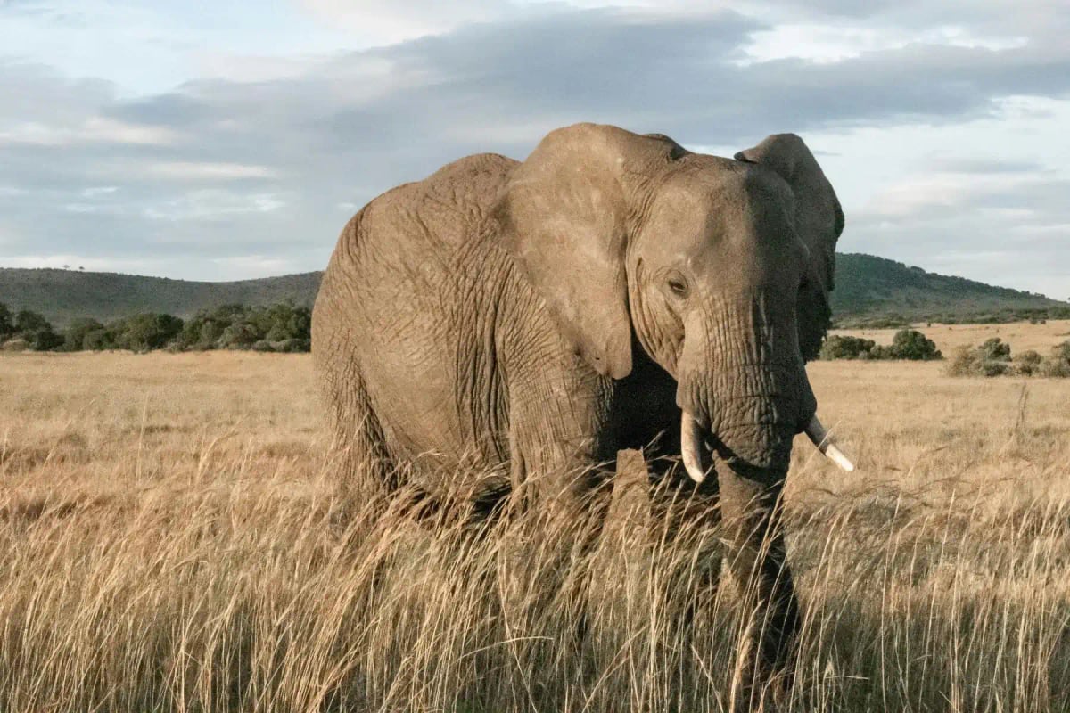 African Elephant in the wild