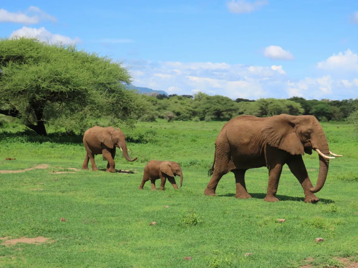 African Elephant in the wild