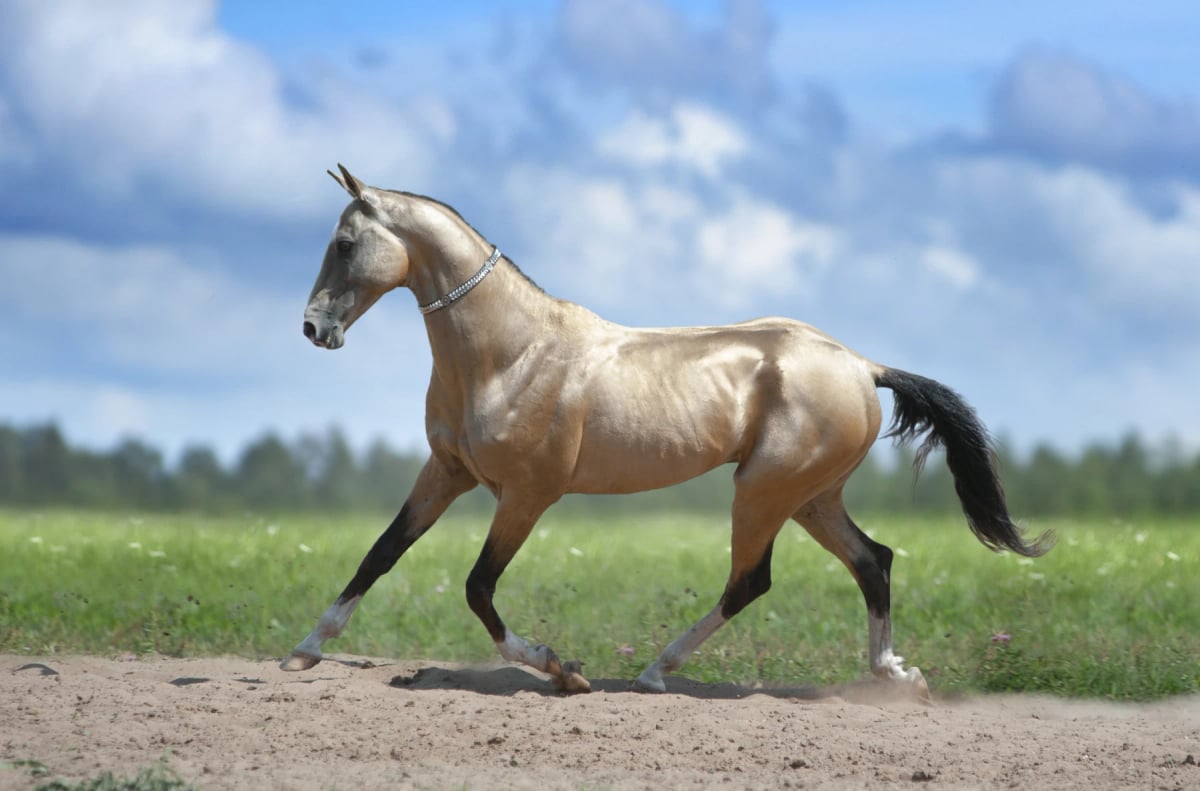 Akhal Teke Horse