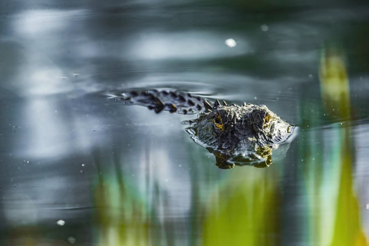 Alligator in the wild