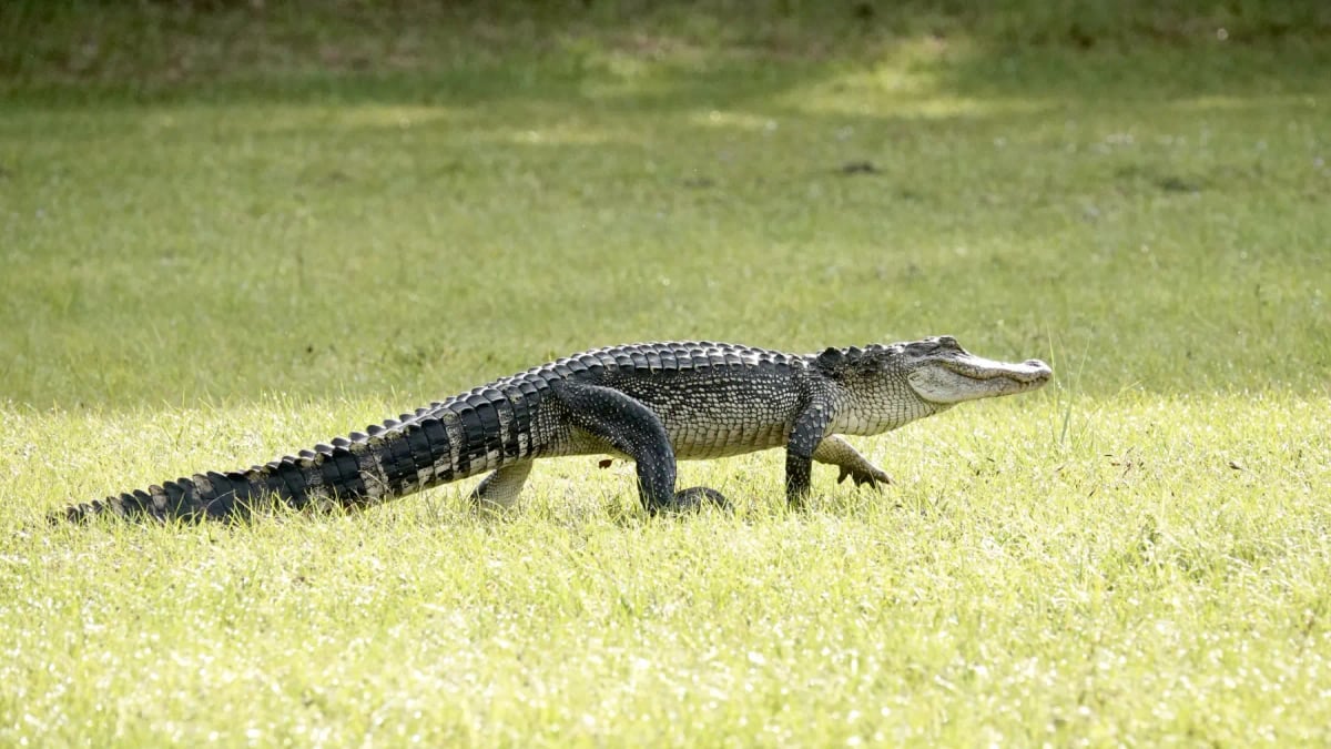 Alligator in the wild