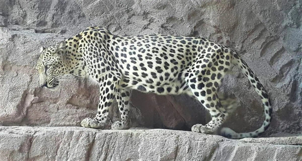 Arabian Leopard