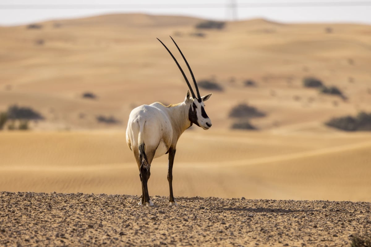 Arabian Oryx in the wild