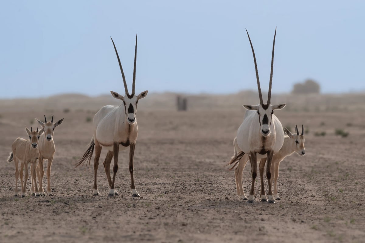 Arabian Oryx in the wild