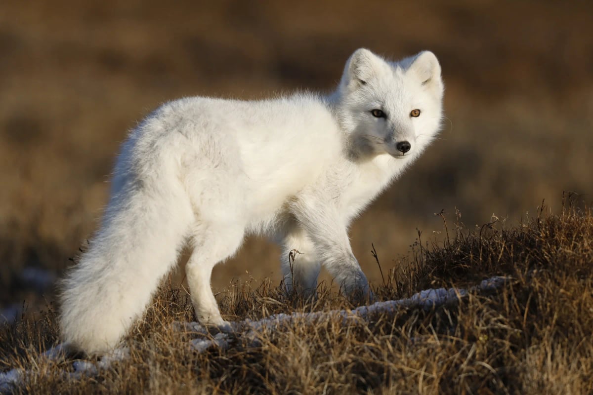 Arctic Fox in the wild