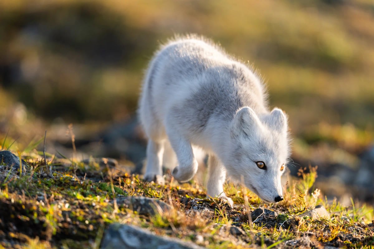 Arctic Fox in the wild
