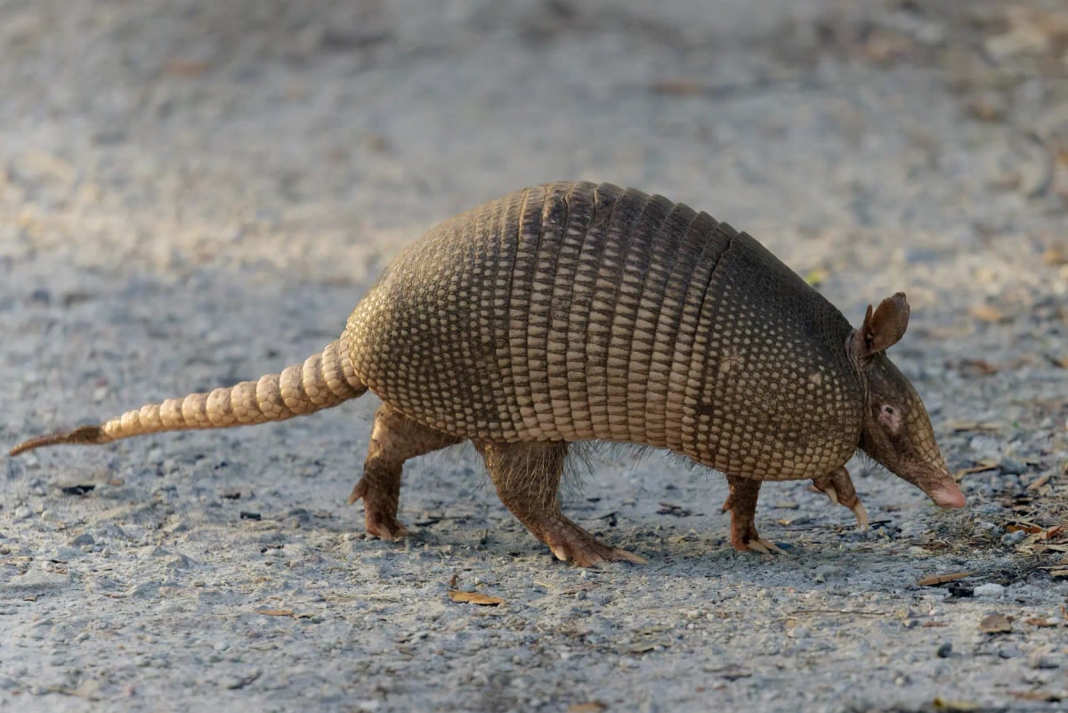 Armadillo in the wild