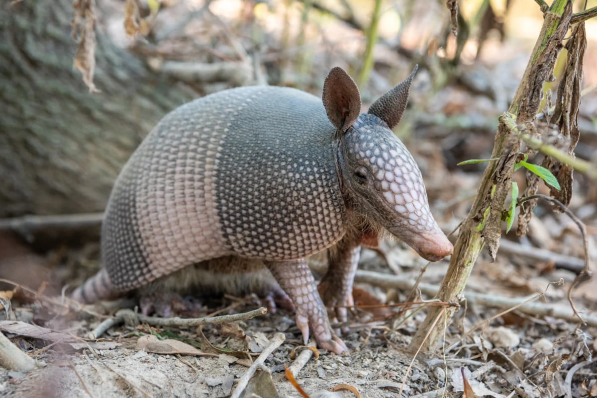 Armadillo in the wild