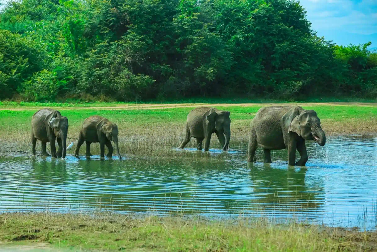 Asian Elephant in the wild