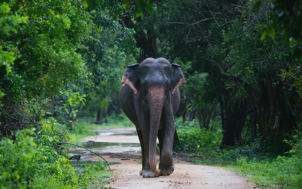 Asian Elephant in the wild