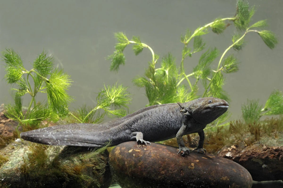Axolotl in the wild