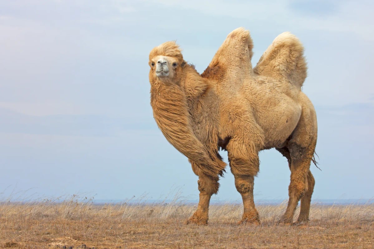 Bactrian Camel
