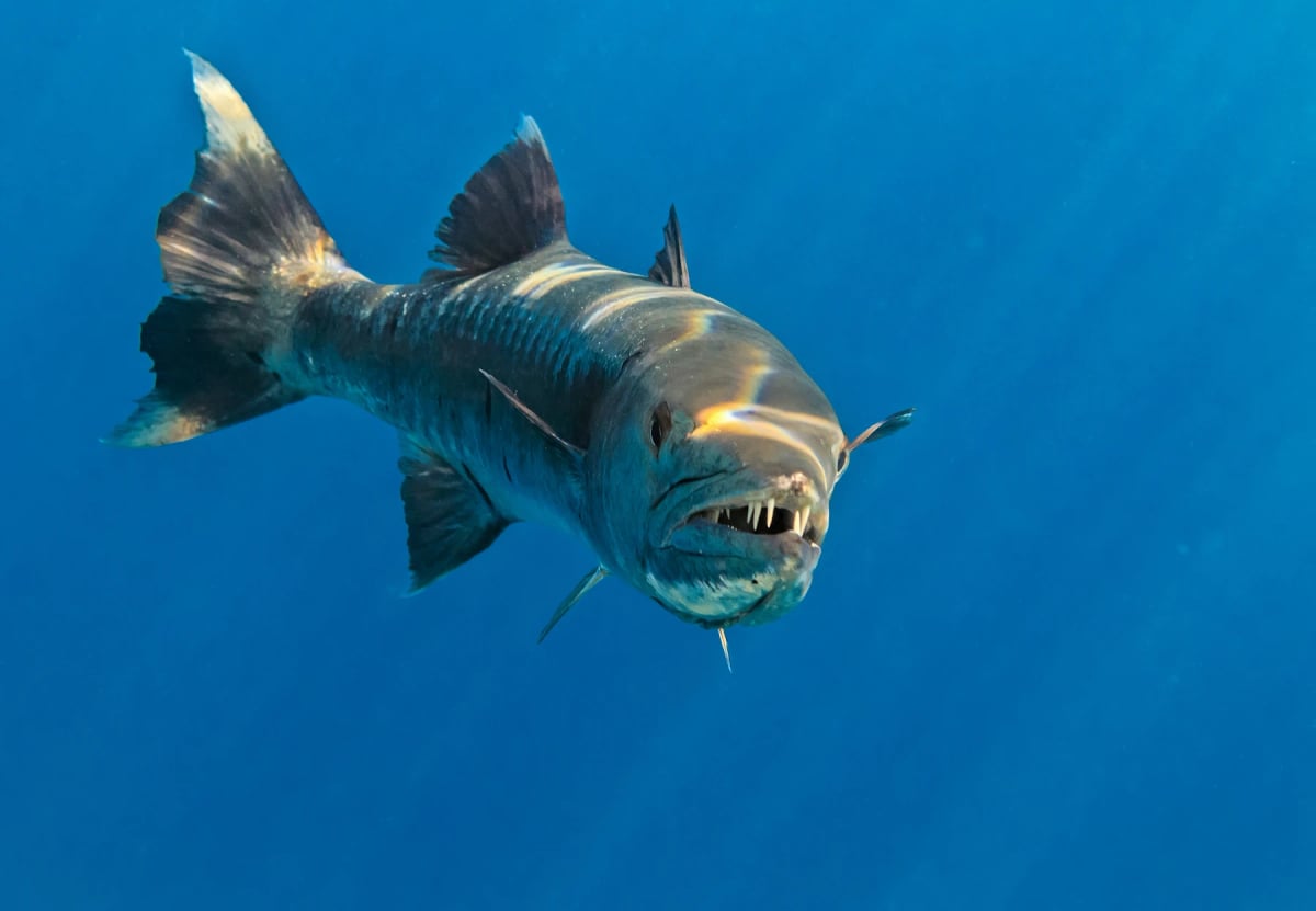 Barracuda in the wild