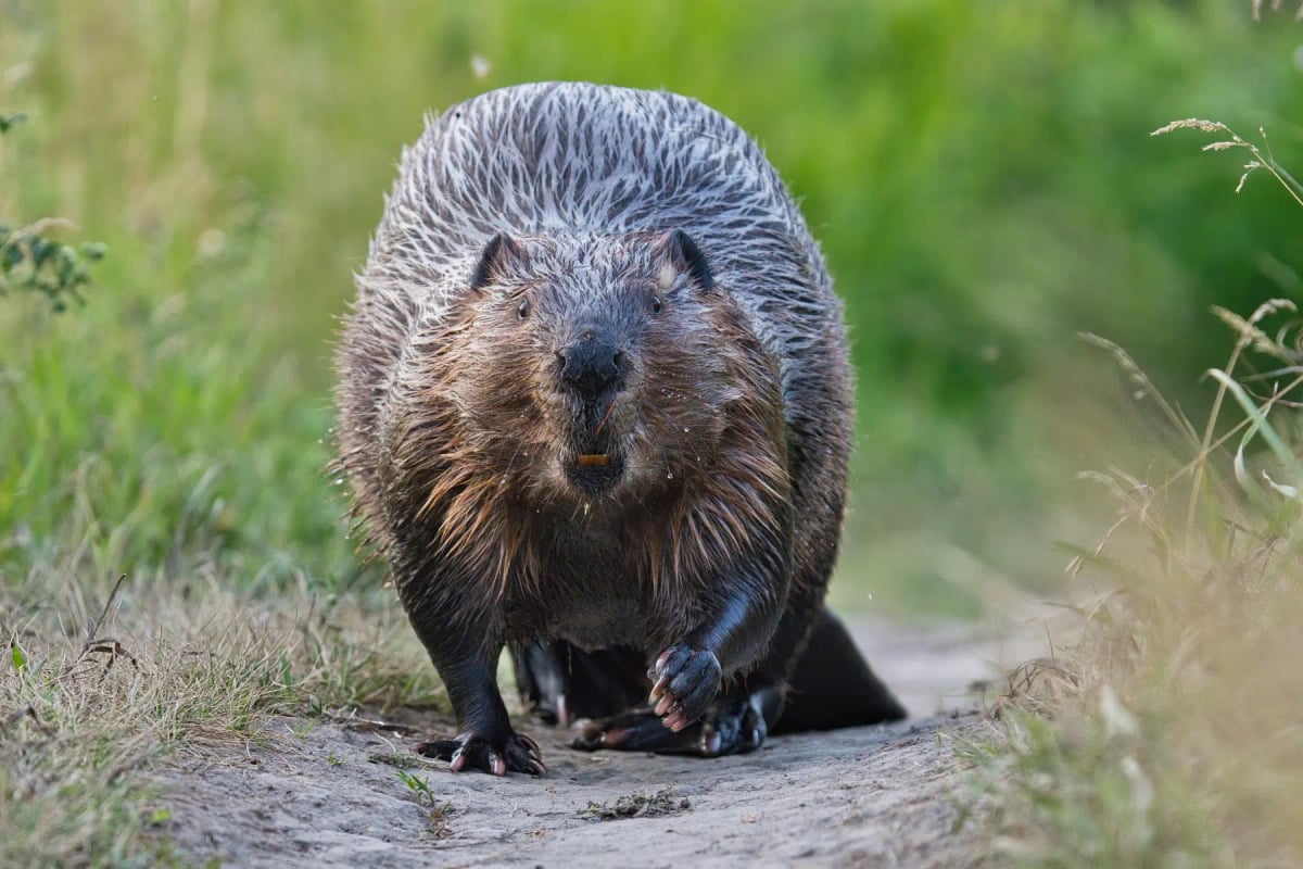 Beaver in the wild
