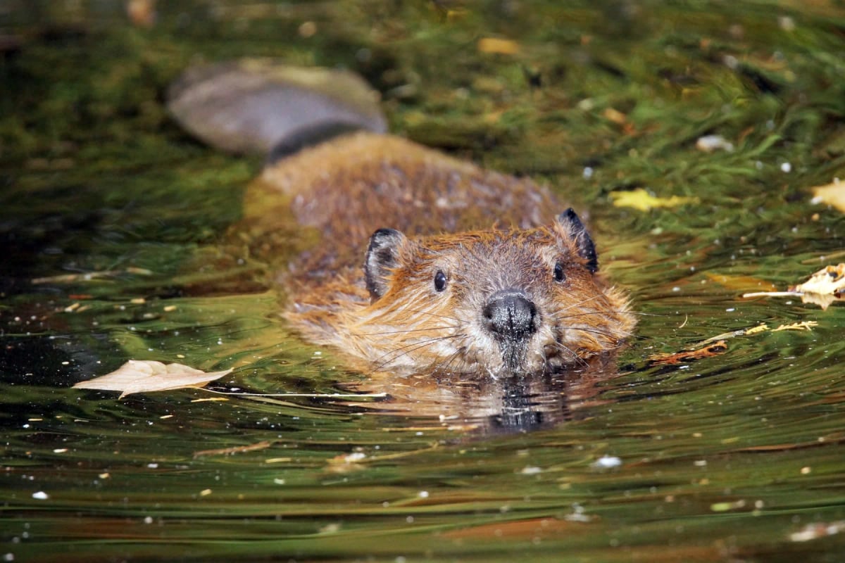 Beaver in the wild