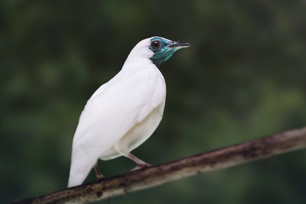 Bellbird