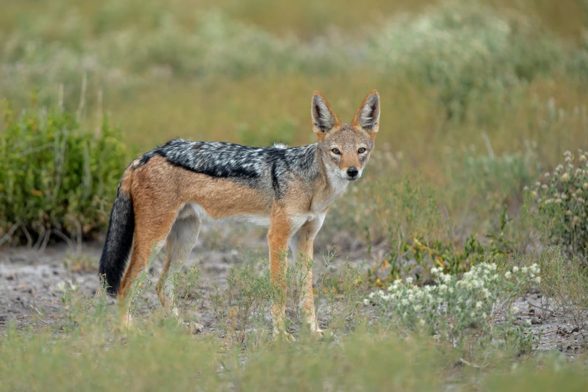 Black backed Jackal in the wild