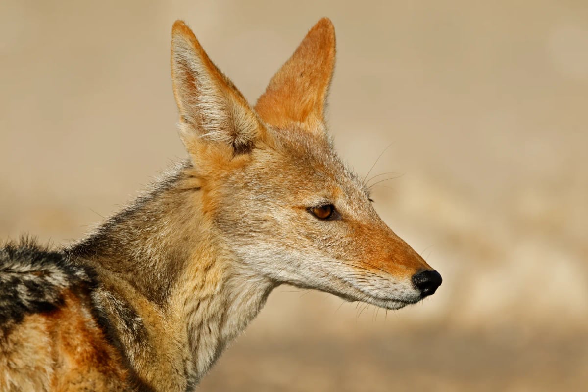 Black backed Jackal in the wild