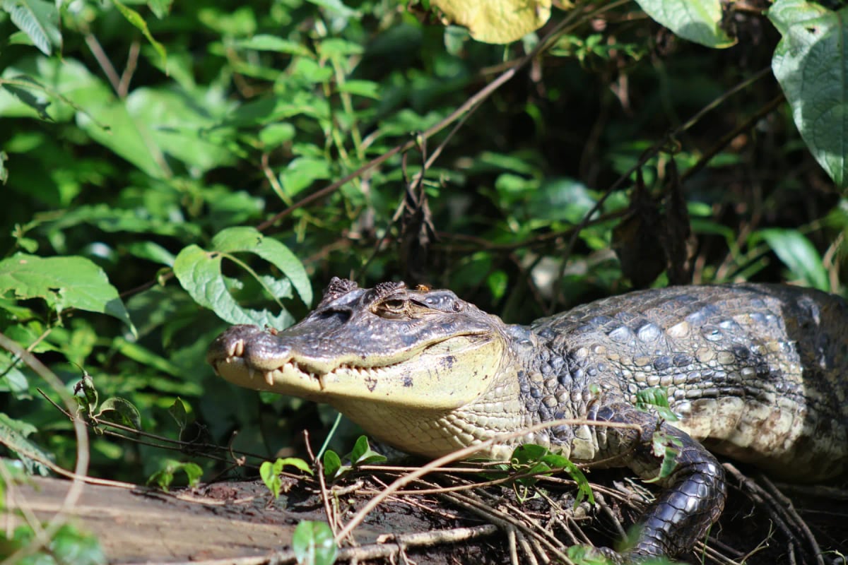 Caiman in the wild