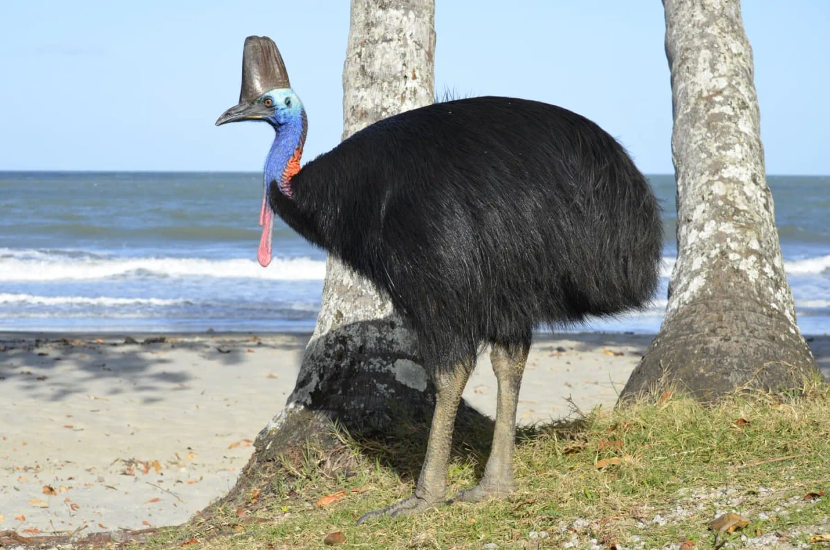 Cassowary in the wild
