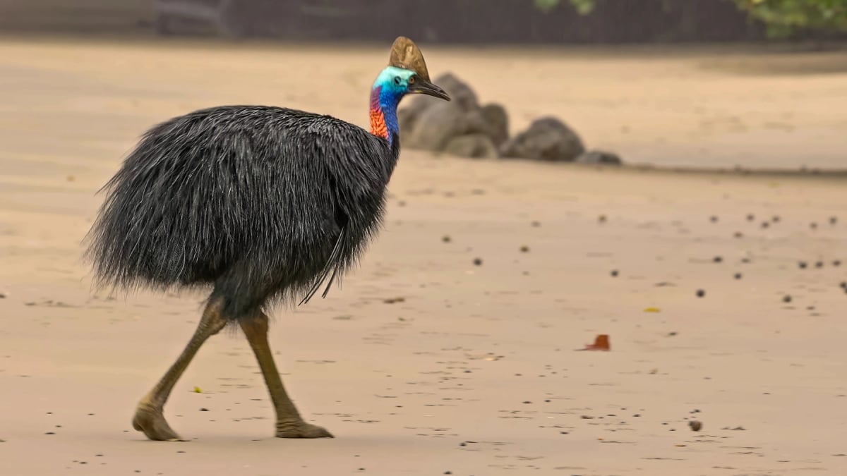 Cassowary in the wild