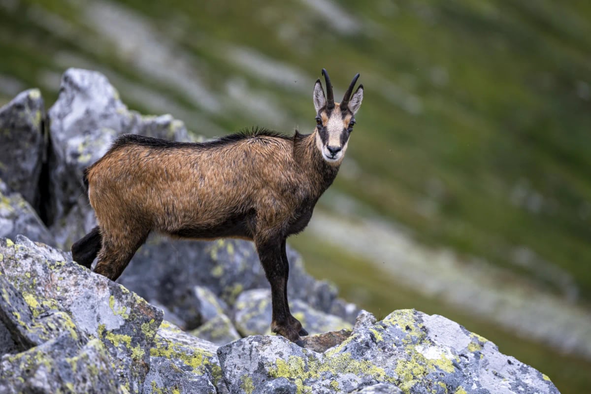 Chamois in the wild