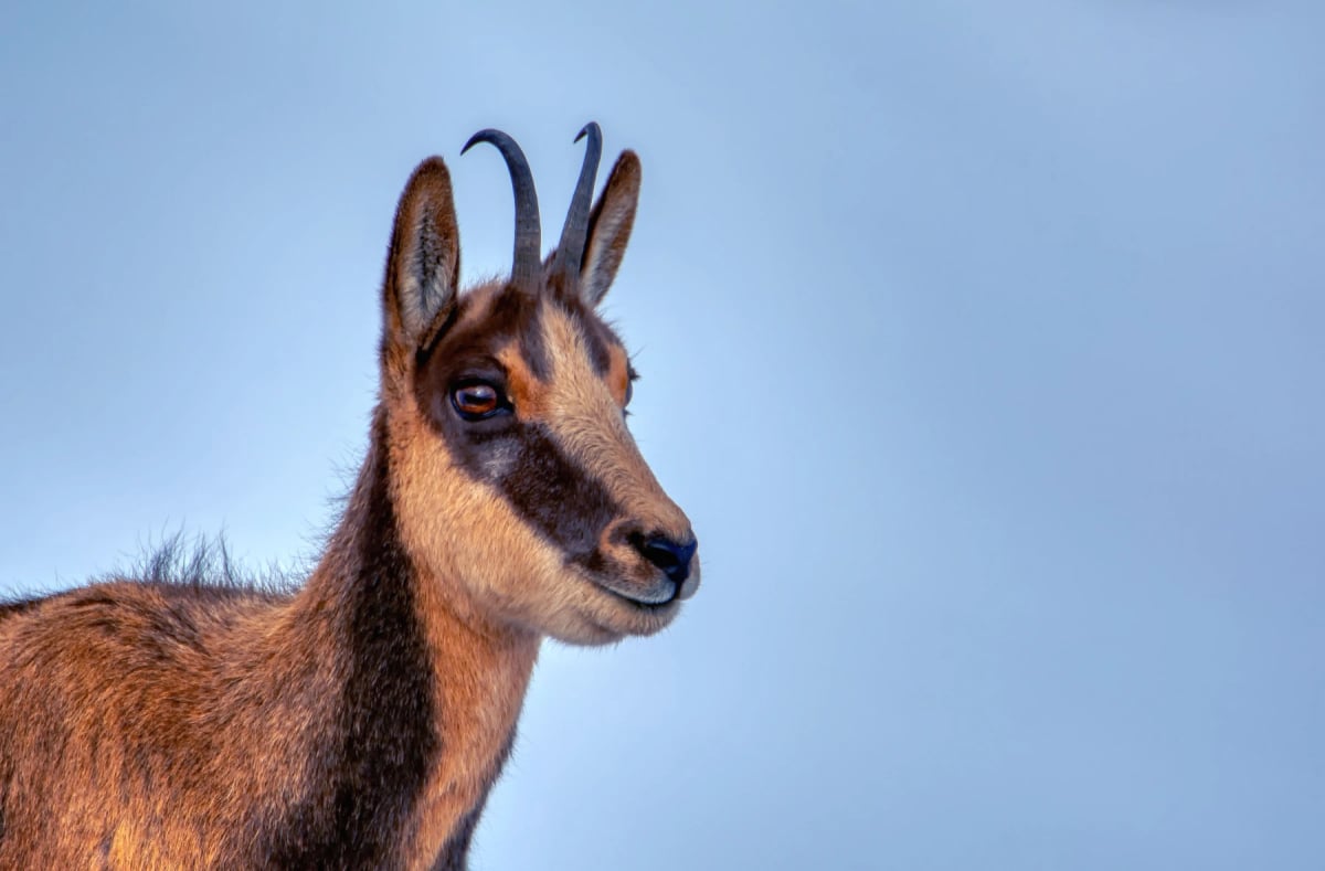 Chamois in the wild