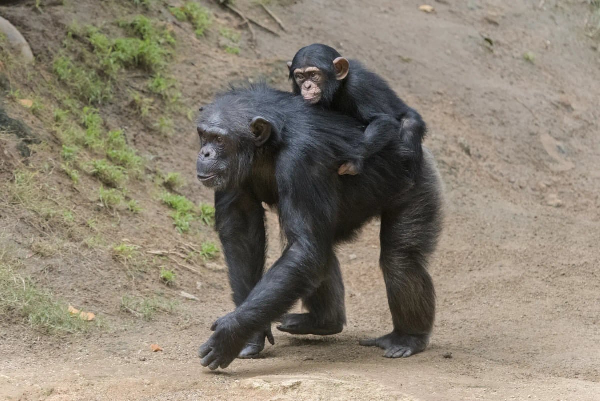Chimpanzee in the wild