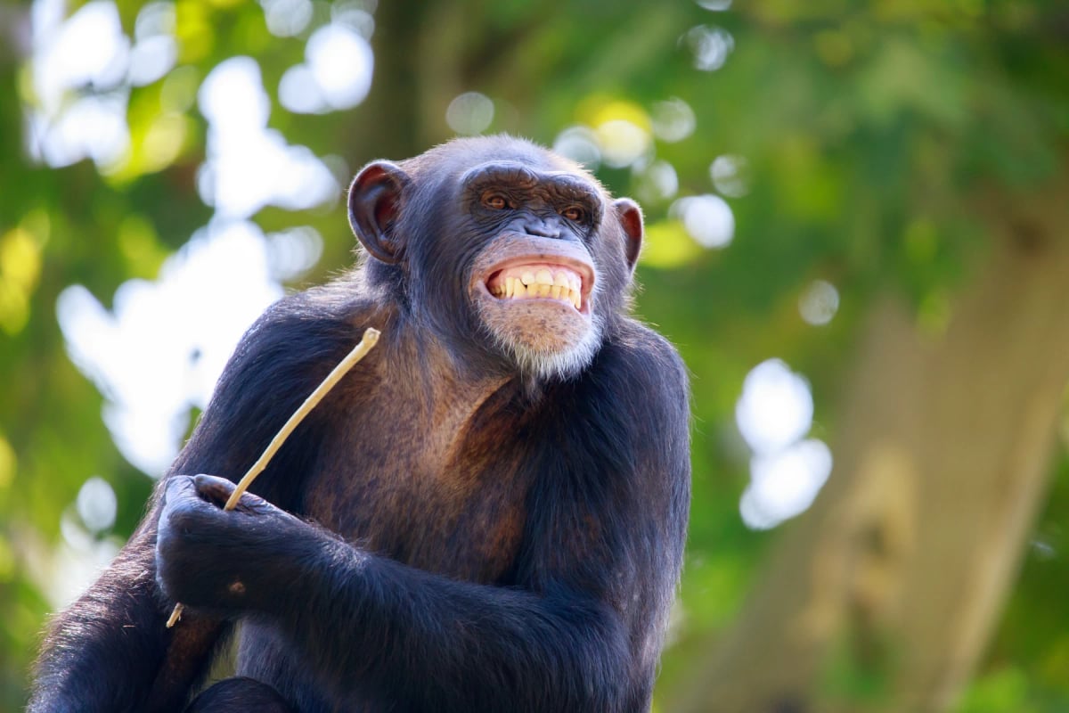 Chimpanzee in the wild