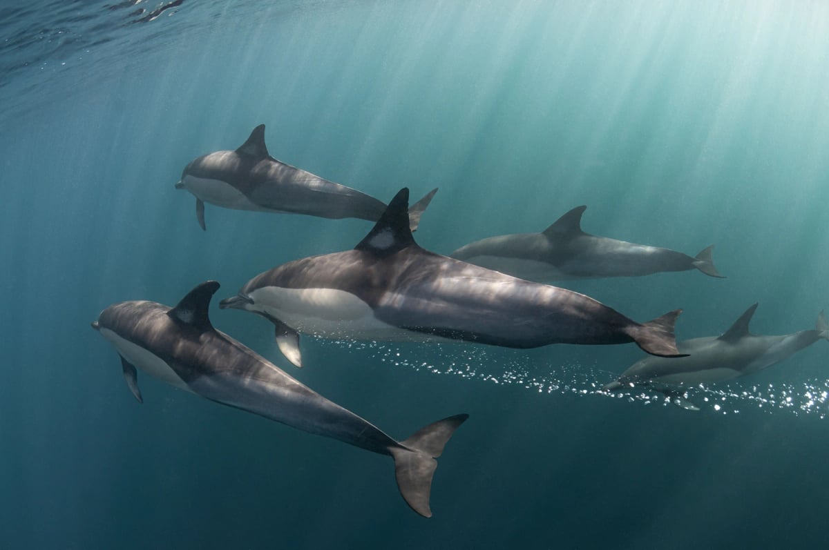 Common Dolphin in the wild