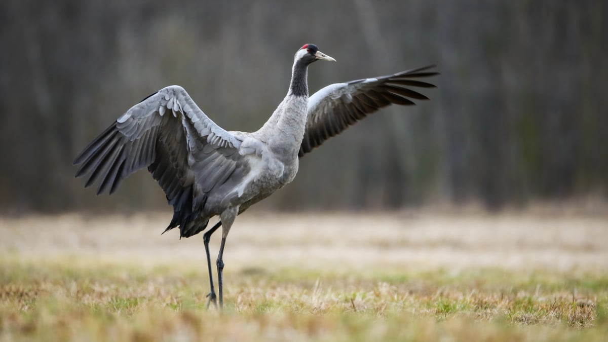 Crane in the wild