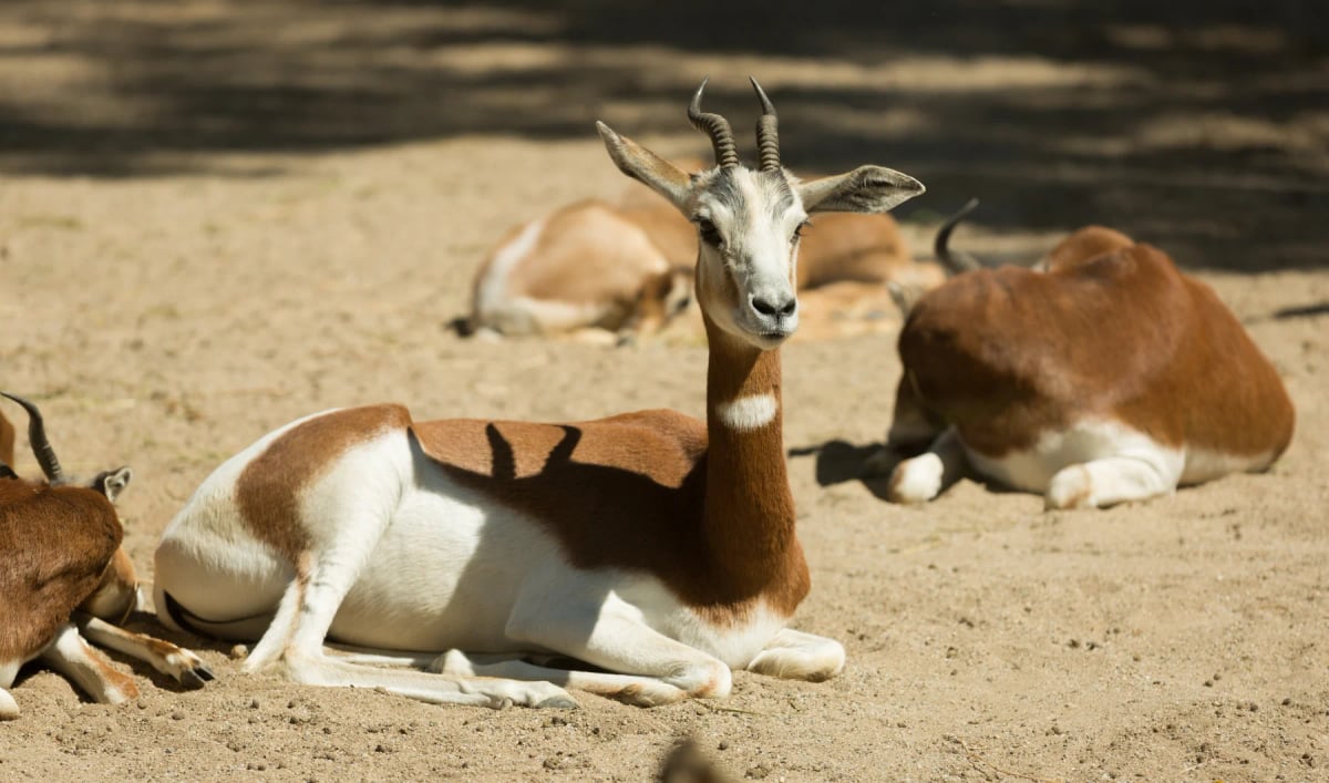 Dama Gazelle