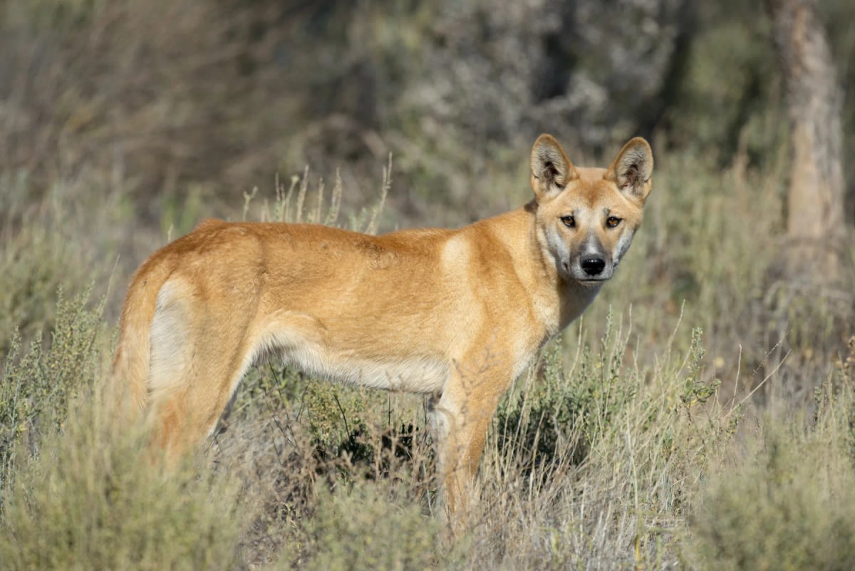 Dingo in the wild