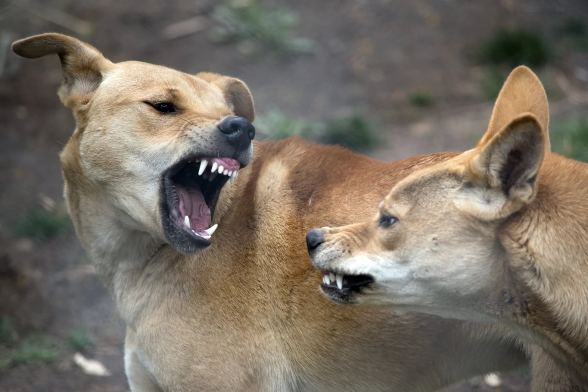 Dingo in the wild