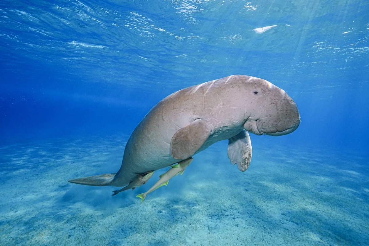 Dugong in the wild