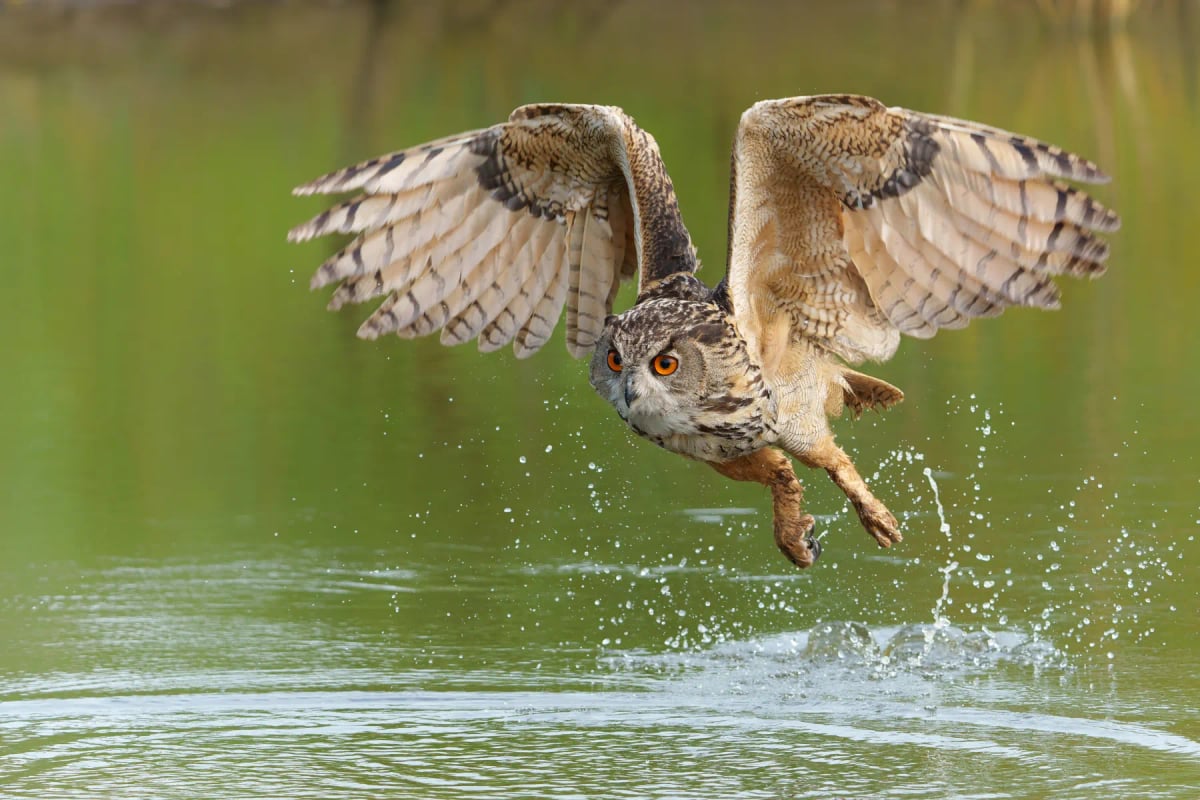 Eagle Owl in the wild