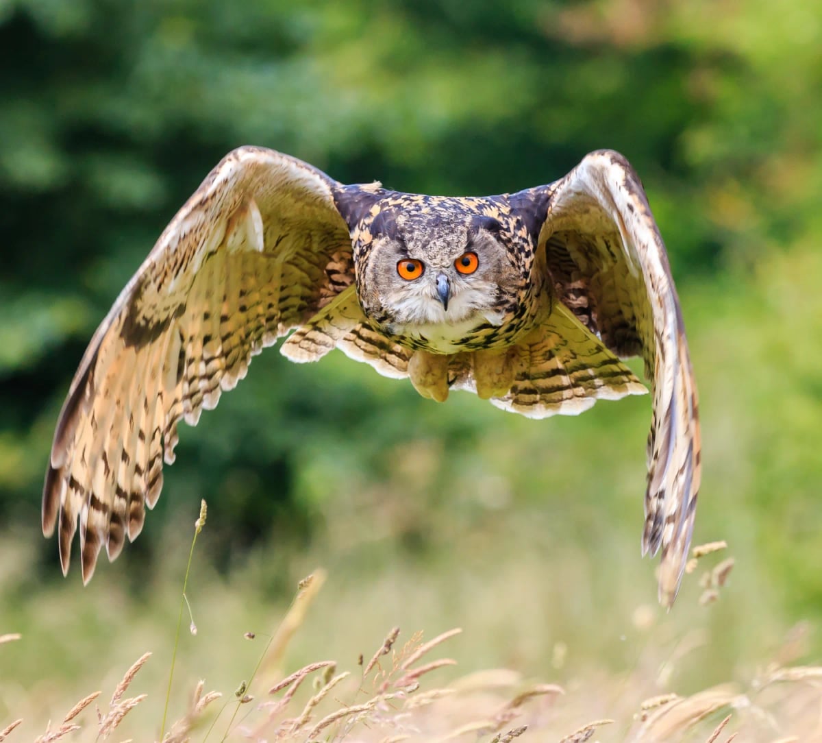 Eagle Owl in the wild