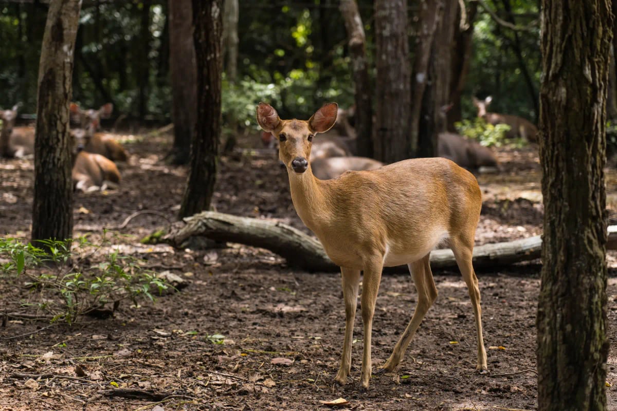 Eld's Deer in the wild