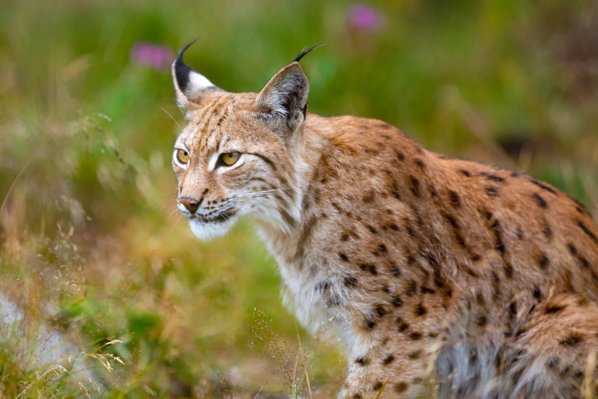 Eurasian Lynx in the wild