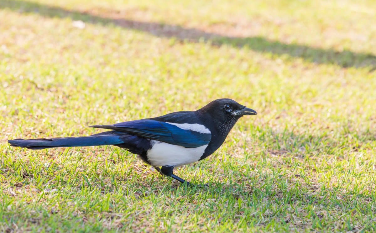 Eurasian Magpie in the wild