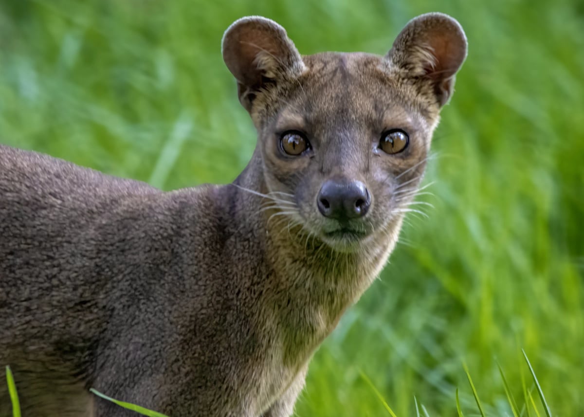 Fossa