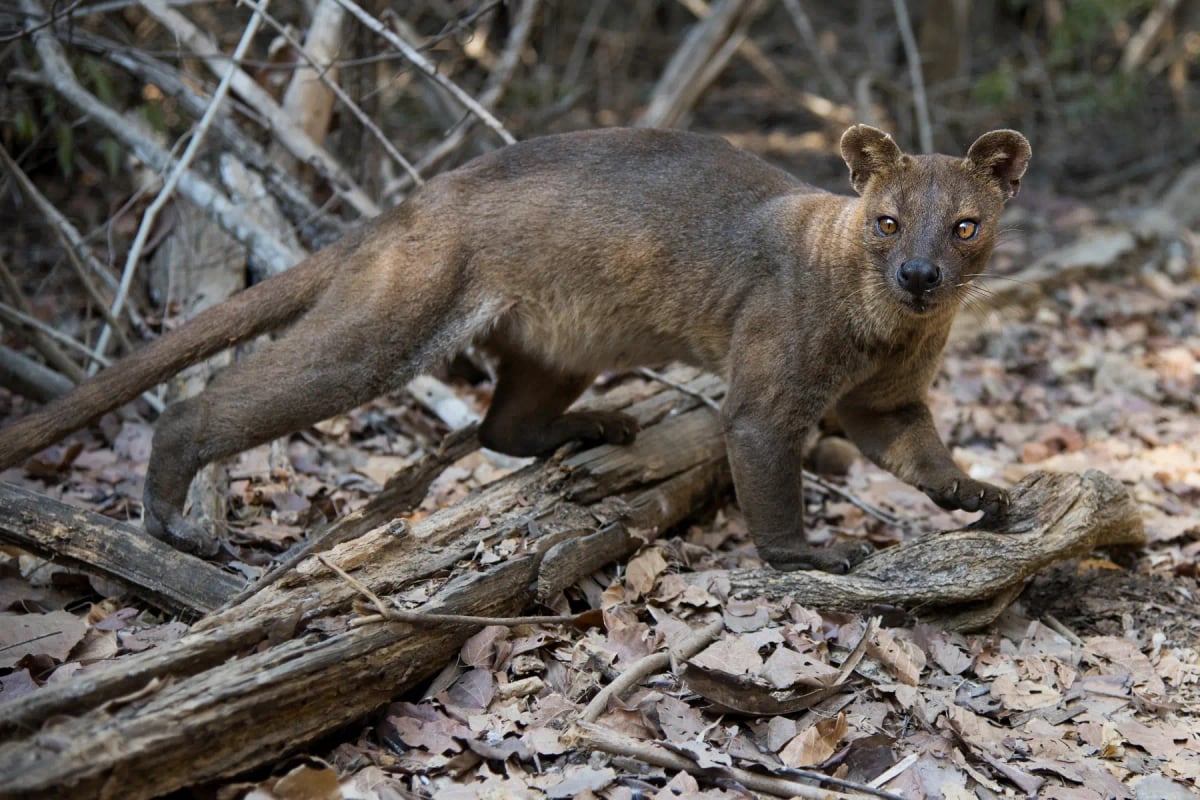 Fossa in the wild