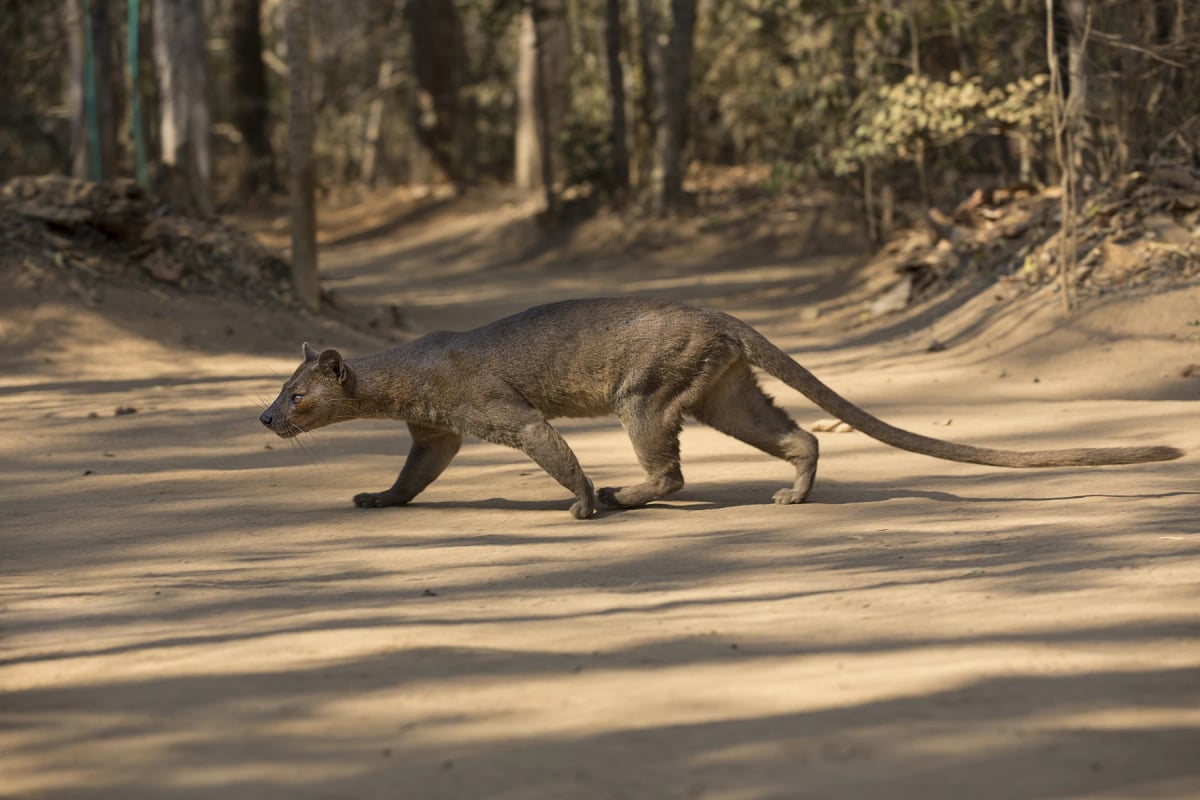 Fossa in the wild