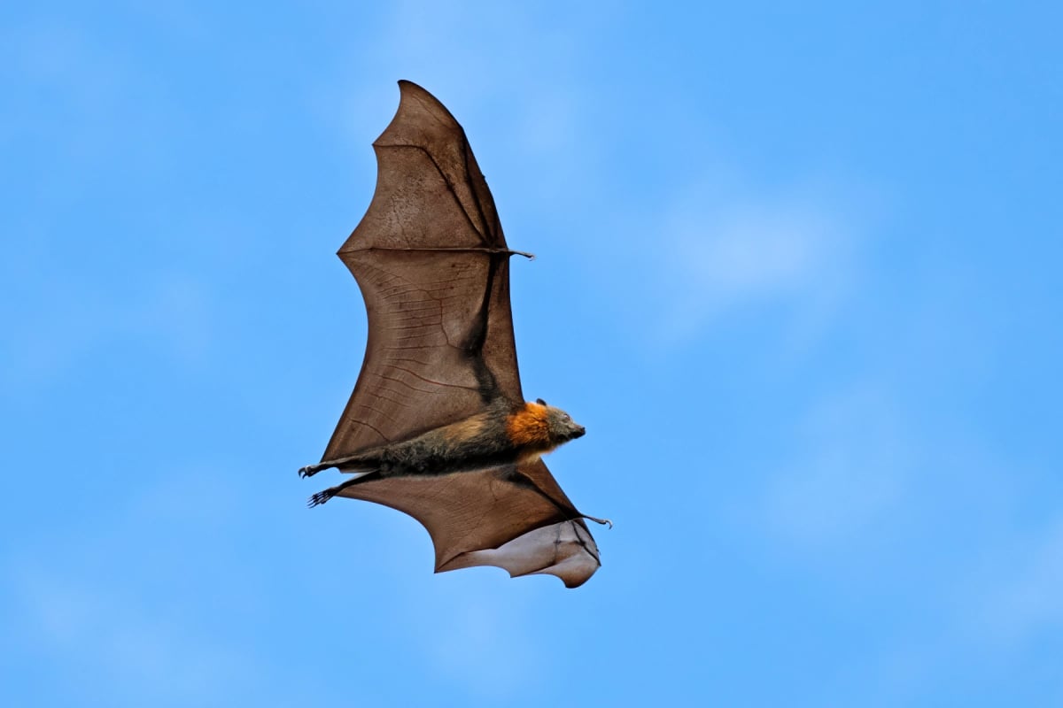 Fruit Bat in the wild