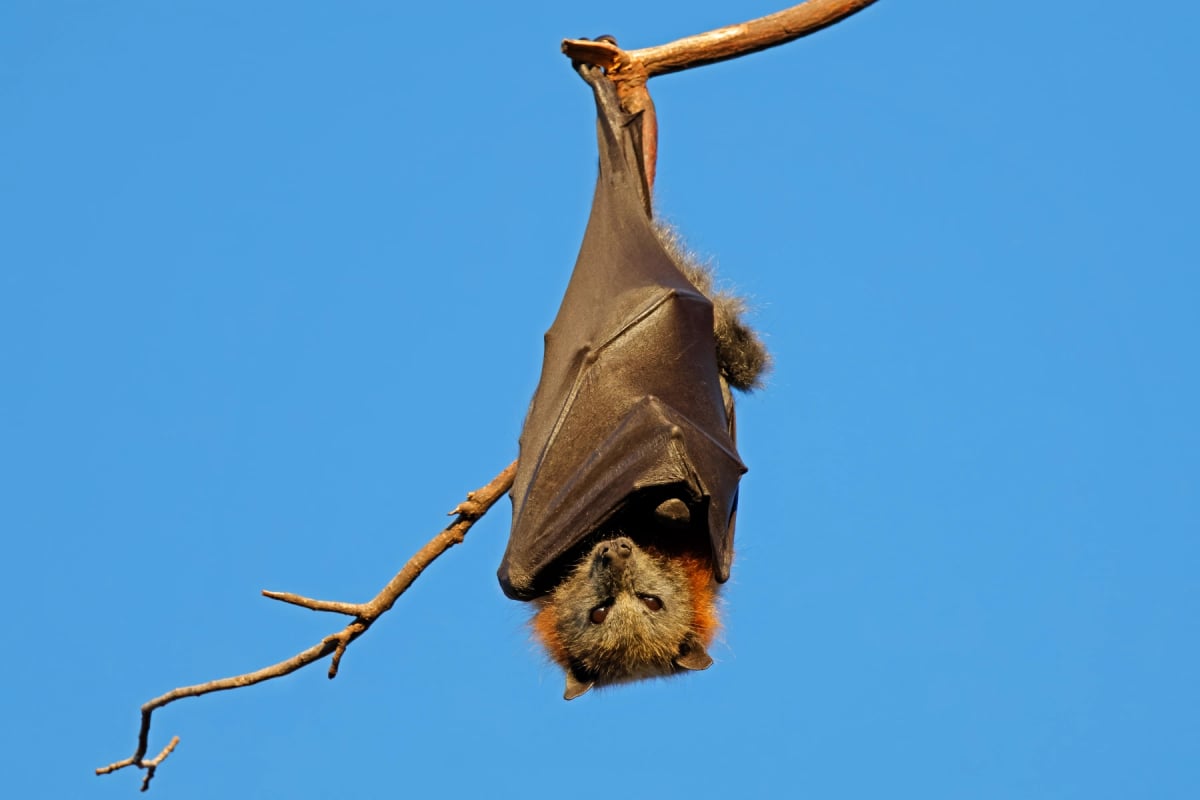 Fruit Bat in the wild