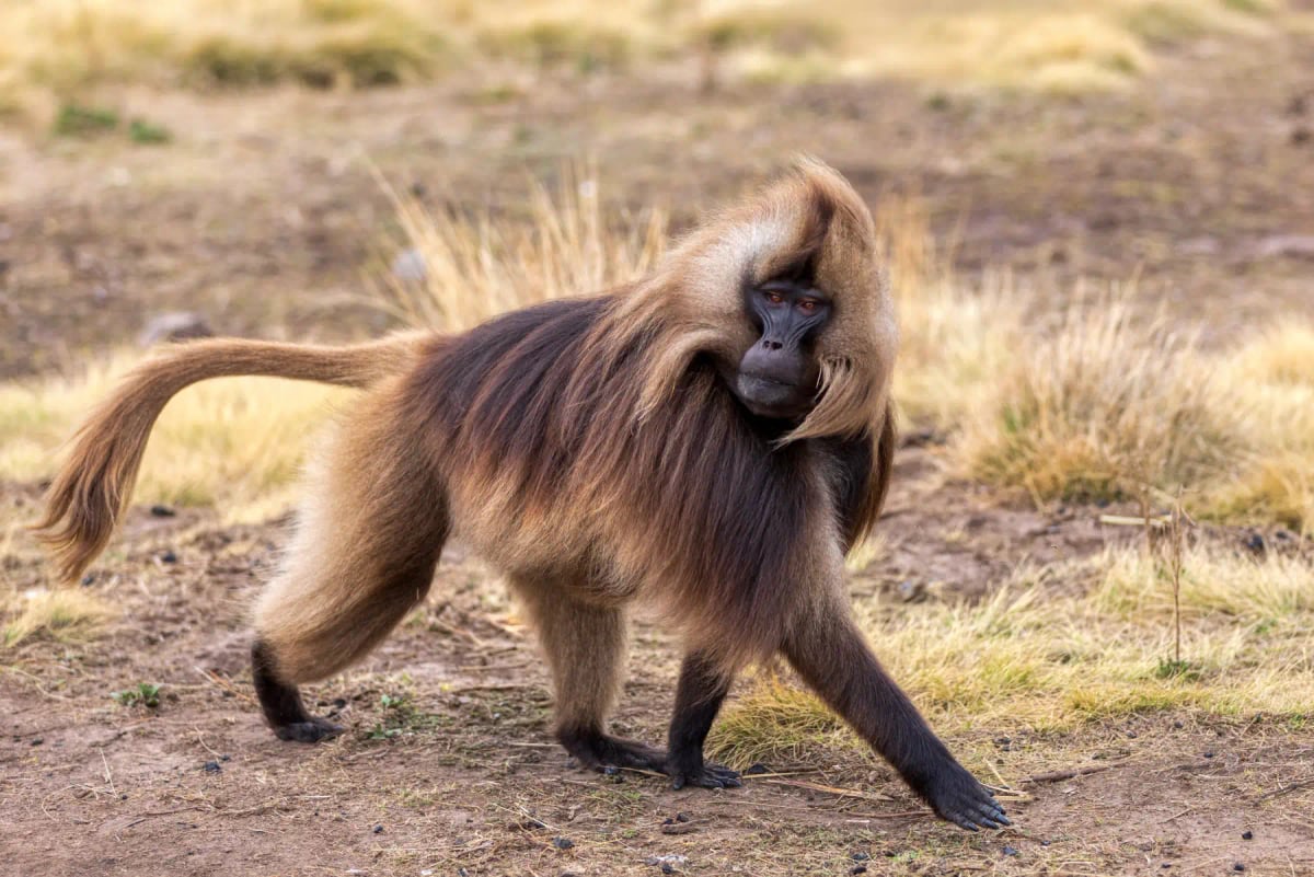 Gelada Baboon