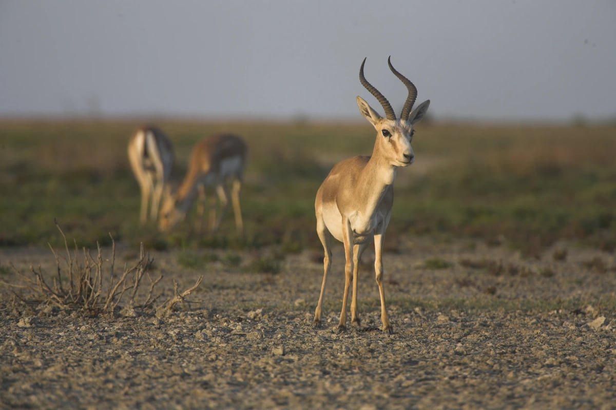 Goitered Gazelle
