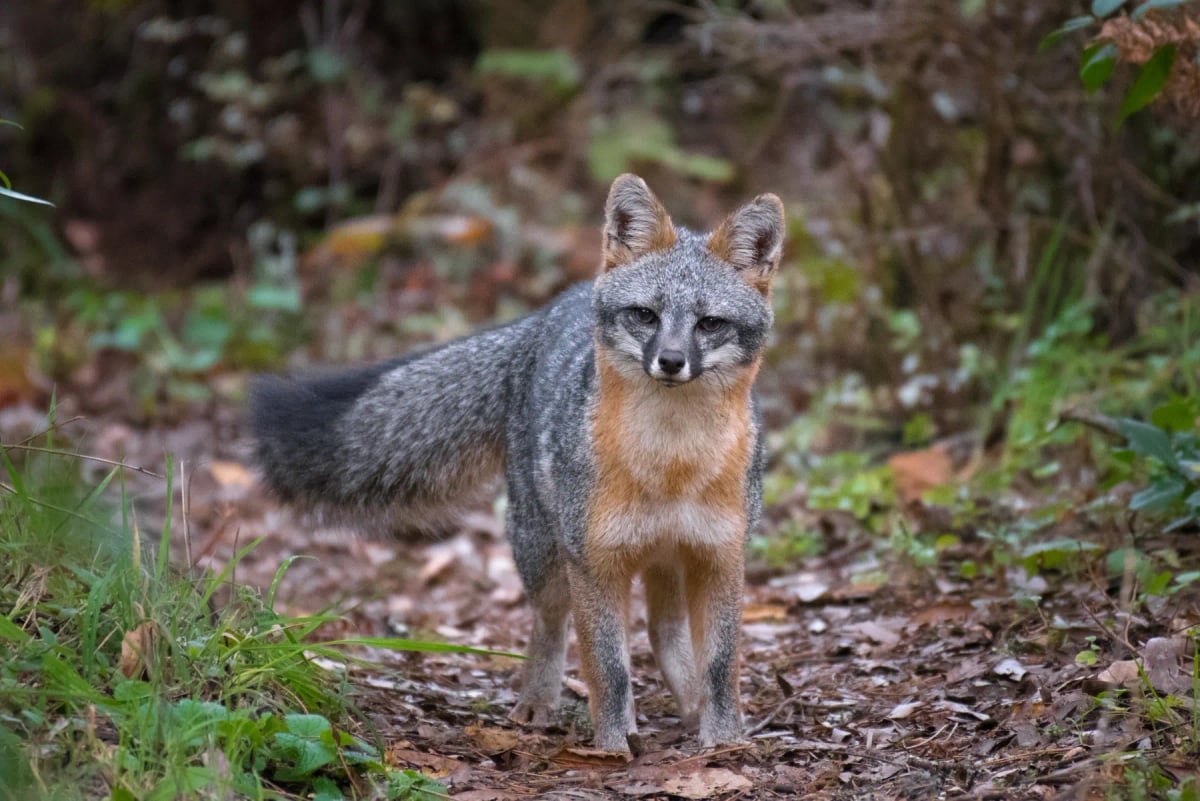 Gray Fox in the wild