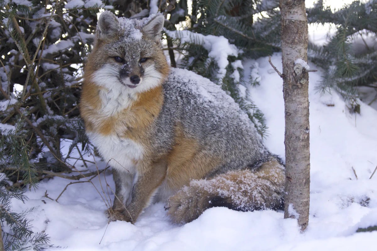 Gray Fox in the wild